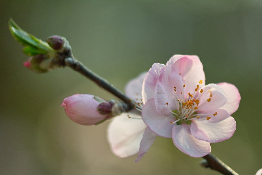 the amazing almond