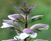 ingredient focus: clary sage