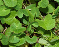 the rejuvenating gotu kola