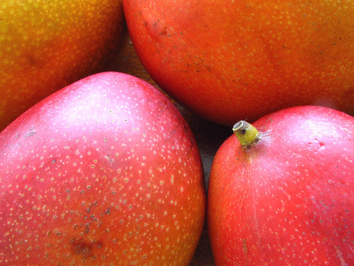 mango: food of the gods