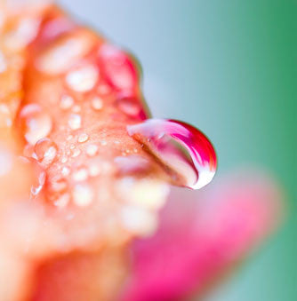 the rose