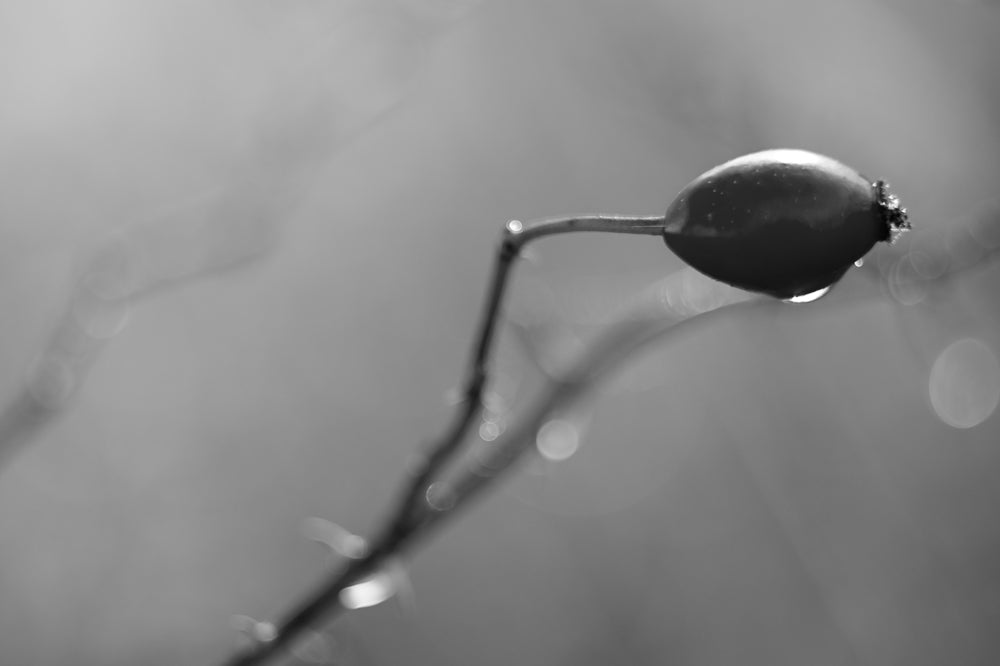 rosehip seed oil