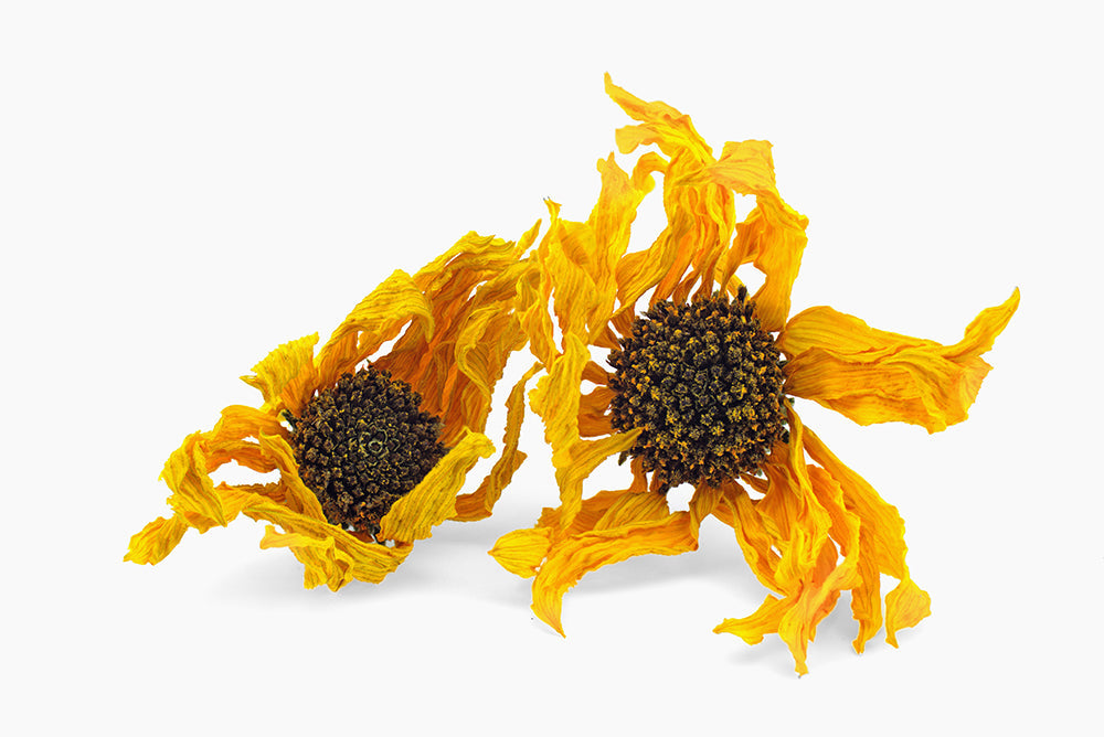 ingredient focus: arnica