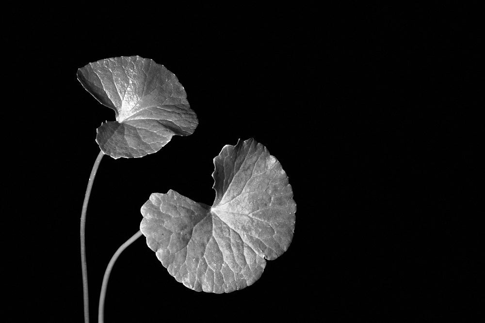Centella asiatica | cica | anokha