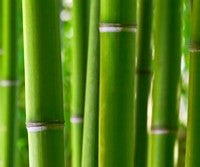 the beauty of bamboo