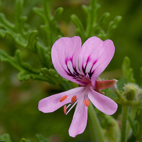 ingredient focus: geranium