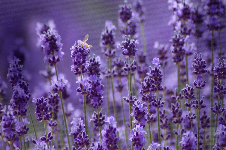 ingredient focus: lavender