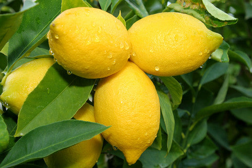 ingredient focus: lemon