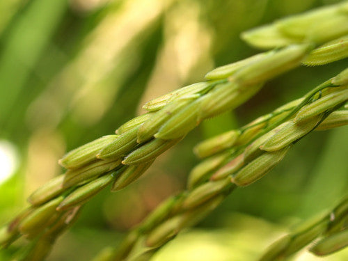 ingredient focus: rice