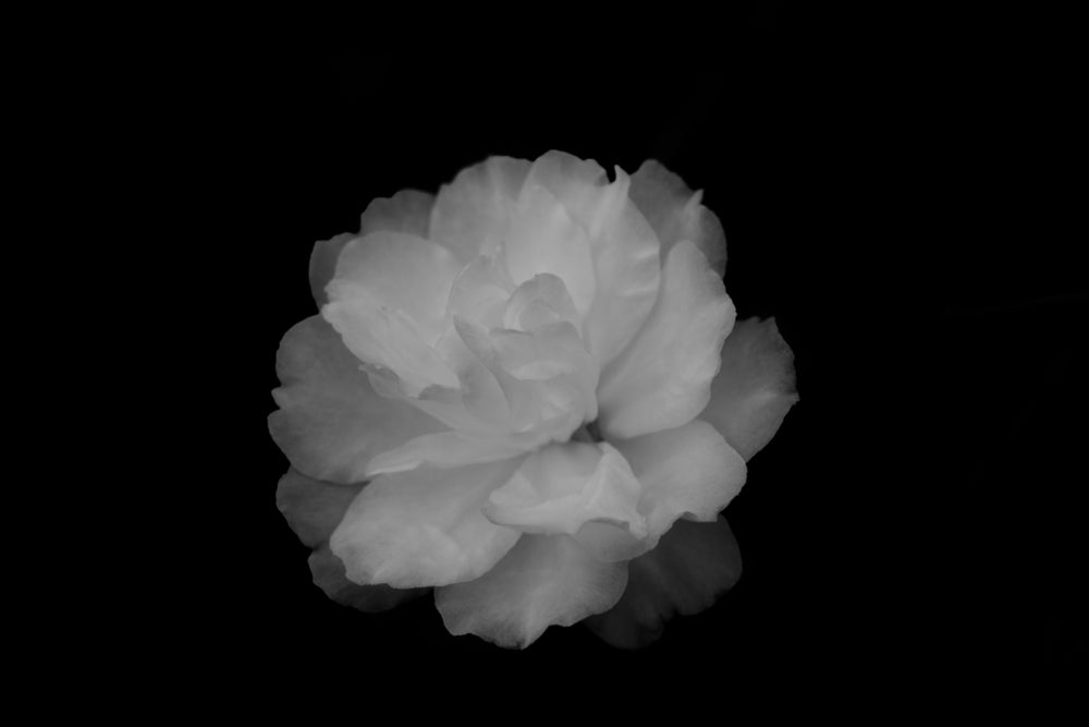 camellia oil | tsubaki | anokha