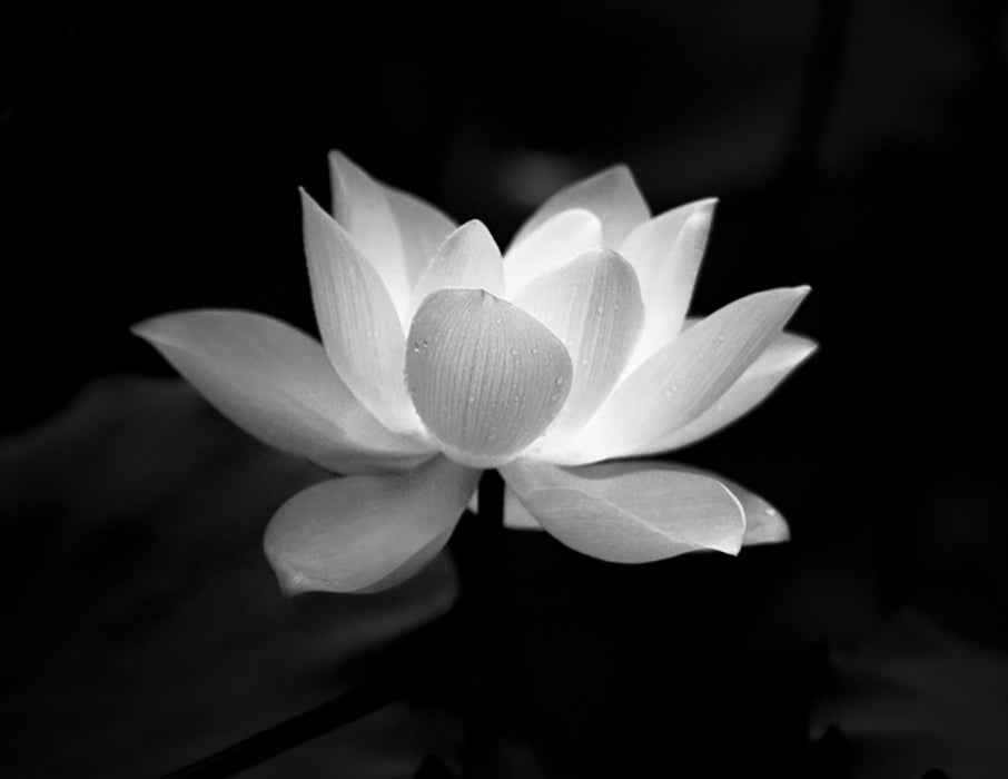 ingredient focus: lotus flower